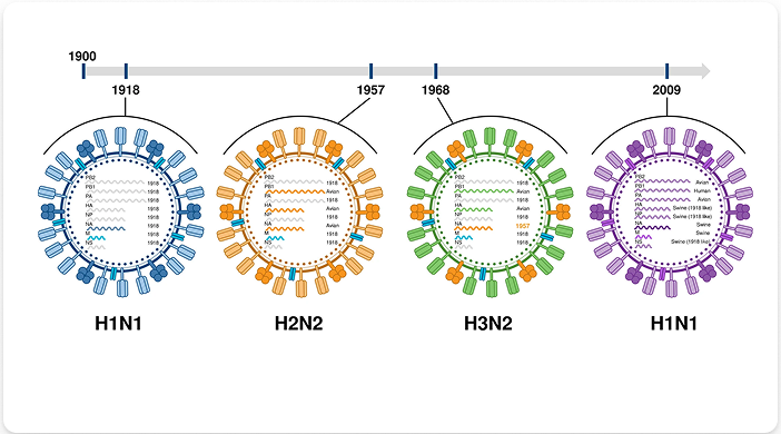 Influenza Subtypes from 4 Historic Pandemics