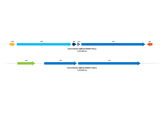 C. difficile genes